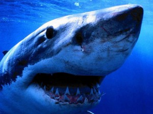 requin-bouledogue